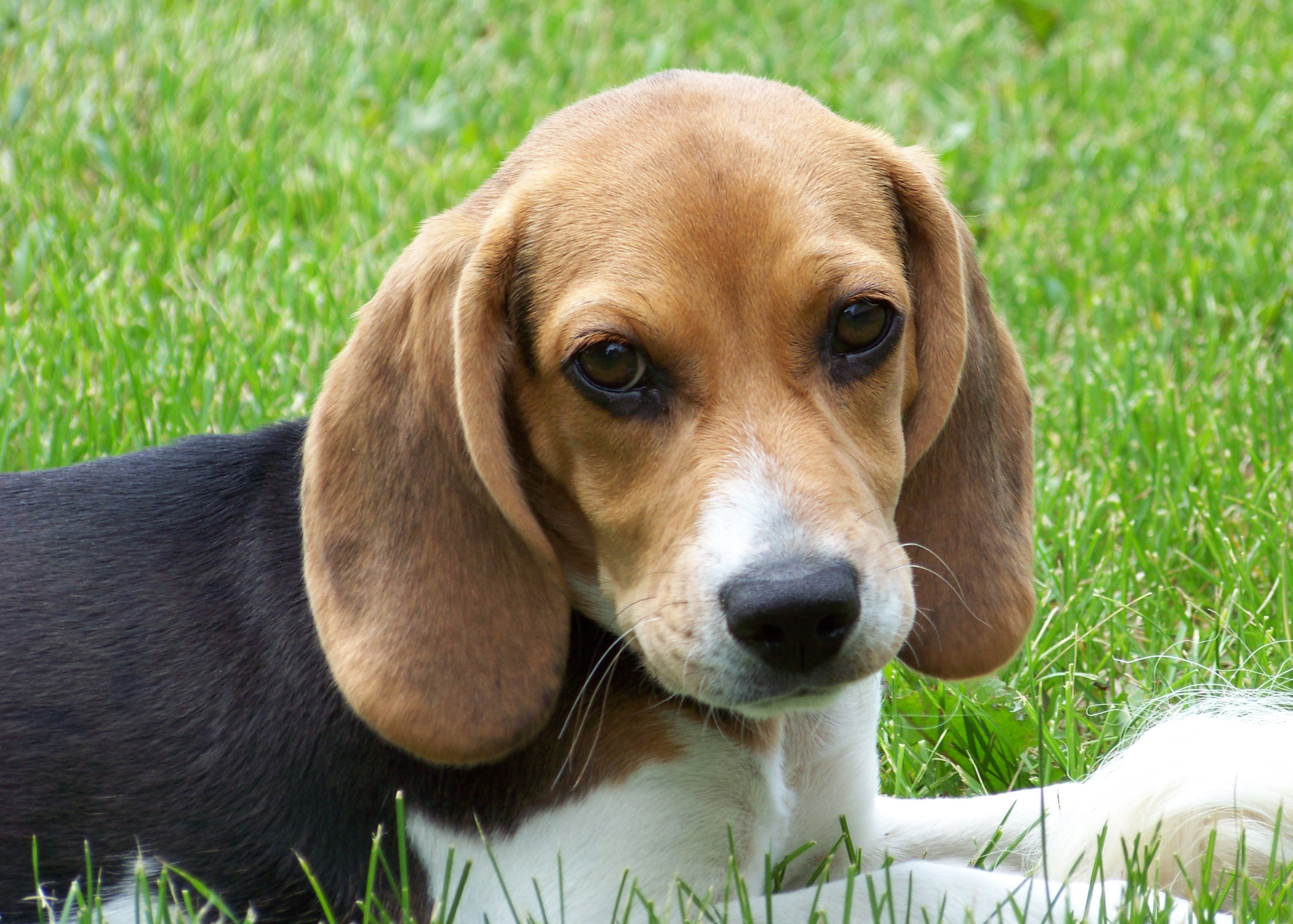Cute_beagle_puppy_lilly